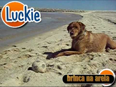 Labrador Luckie playtime - na praia