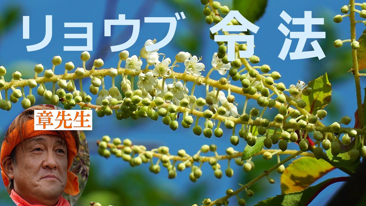 リョウブ 令法 花 2025 - YouTube