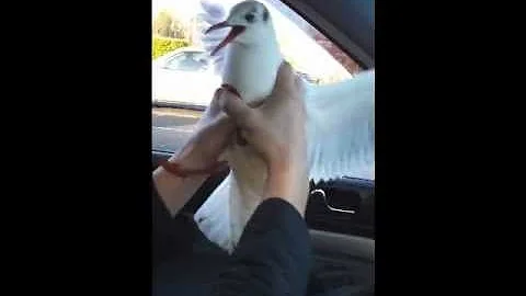 How to capture a seagull