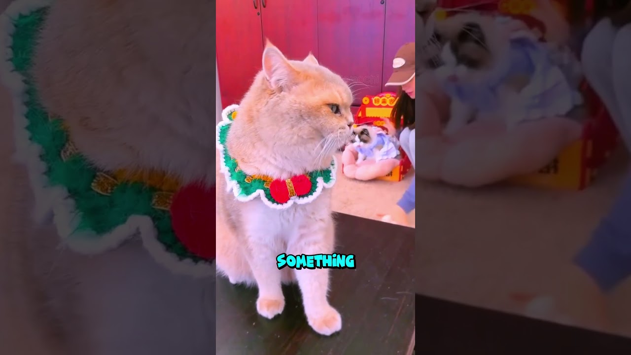 Milo's Secret Baby?! 🐈