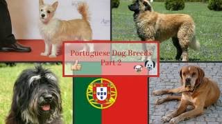 Portuguese Dog Breeds Part 2 Portuguese Dog Breeds Part 2