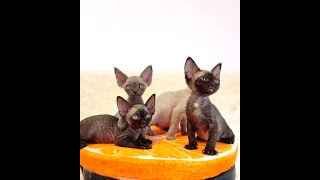 Cats devon rex for sale