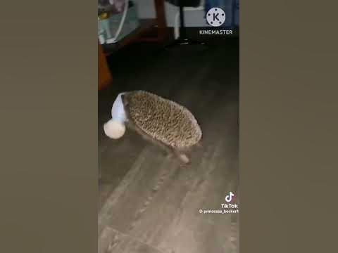 еж #мем #приколы #meme #memes - YouTube