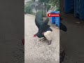 wait for it #shorts #goviral #viral #explore #subscribe