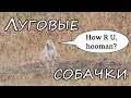 Луговые собачки