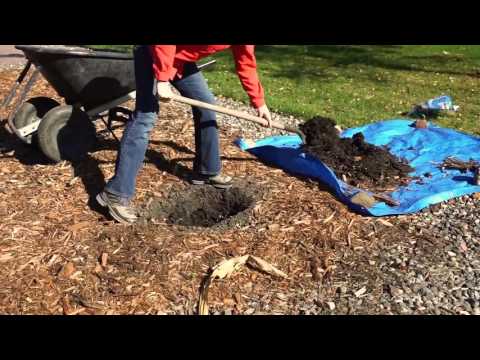 How to Plant a Peony