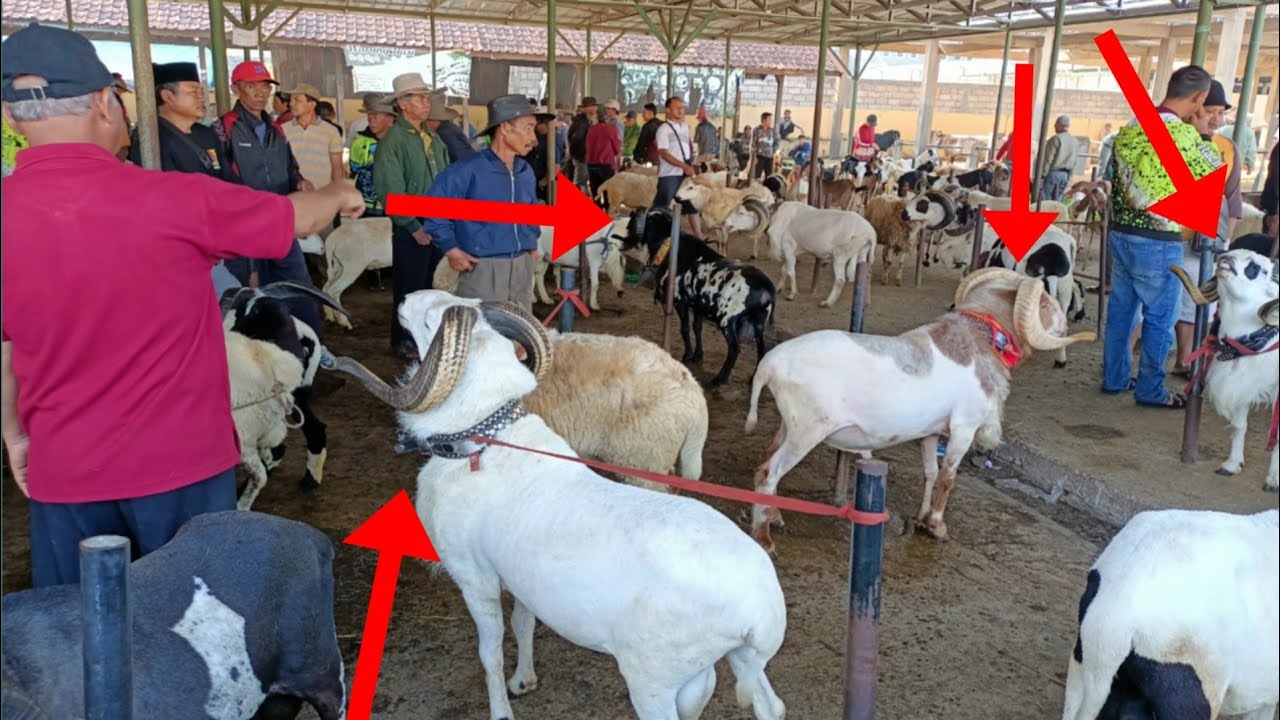 4 Ekor Domba Garut Super Hadir Dipasar Tanjungsari, Segini Harganya ?