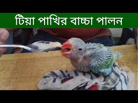 ভিডিও: বাচ্চাদের জন্য তোতাপাখি সম্পর্কে আকর্ষণীয় তথ্য