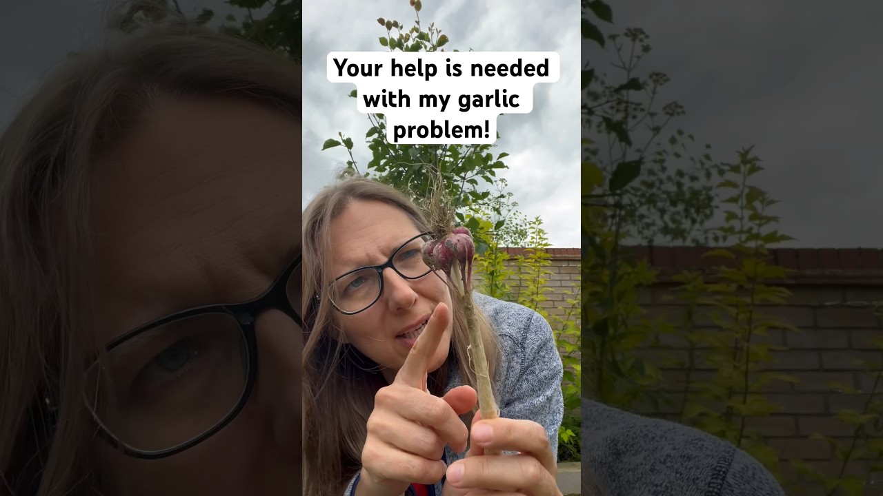 Why my hardneck garlic produced weird bulbs? 