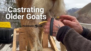 Castrating Older Goats with the California Bander