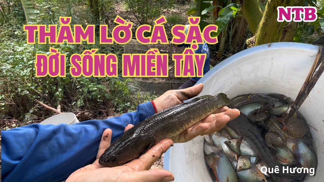 THĂM LỜ CÁ SẶC ĐỜI SỐNG MIỀN TÂY