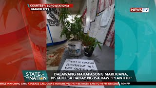Dalawang nakapasong marijuana, bistado sa bahay ng isa raw "plantito" | SONA
