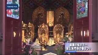 満開の桜の下　池上本門寺の春まつり