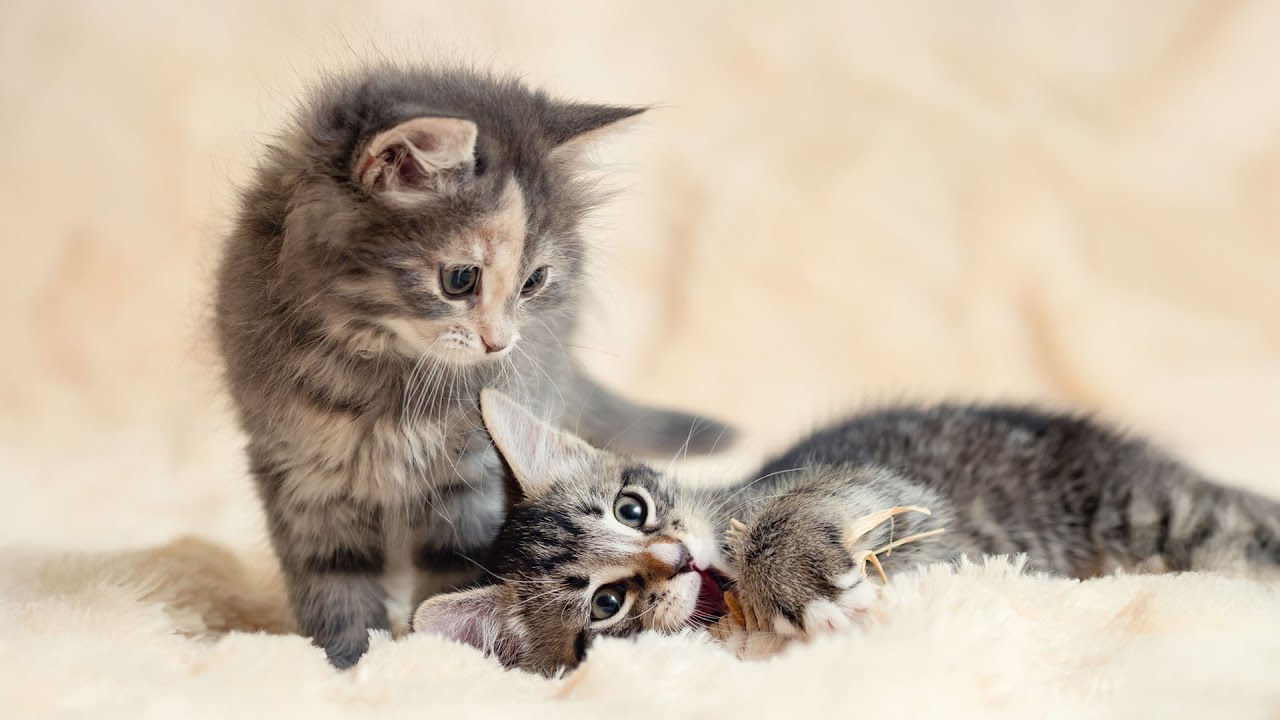 Глубокая, умиротворяющая музыка для кошек в стрессе – экстремальная музыкальная терапия для кошек...