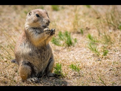 Луговая собачка (собакомышь) - уход и содержание prairie dog дома