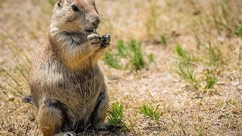 Луговая собачка (собакомышь) - уход и содержание prairie dog дома