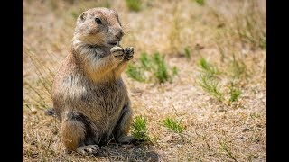 Луговая собачка (собакомышь) - уход и содержание prairie dog дома