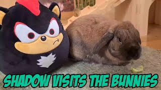 Shadow Visits The Bunnies