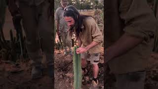 How do you take your cactus cuttings? 😊🌵trichocereus San Pedro