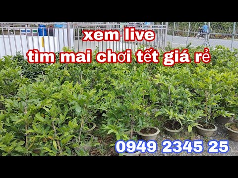 Video Mai giá rẻ-Quý Phi- Vip- Tân Châu- Đại... - youtube