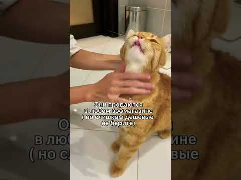 Видео: 4 начина за лечение на глисти на вашата котка