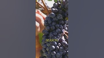 How Million Tons of Grapes Are Turned Into Wine In Mega Factory – Amazing Grape Farming