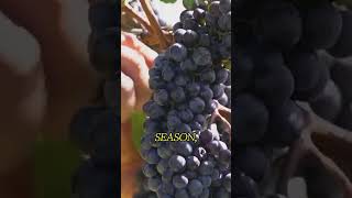 How Million Tons of Grapes Are Turned Into Wine In Mega Factory – Amazing Grape Farming