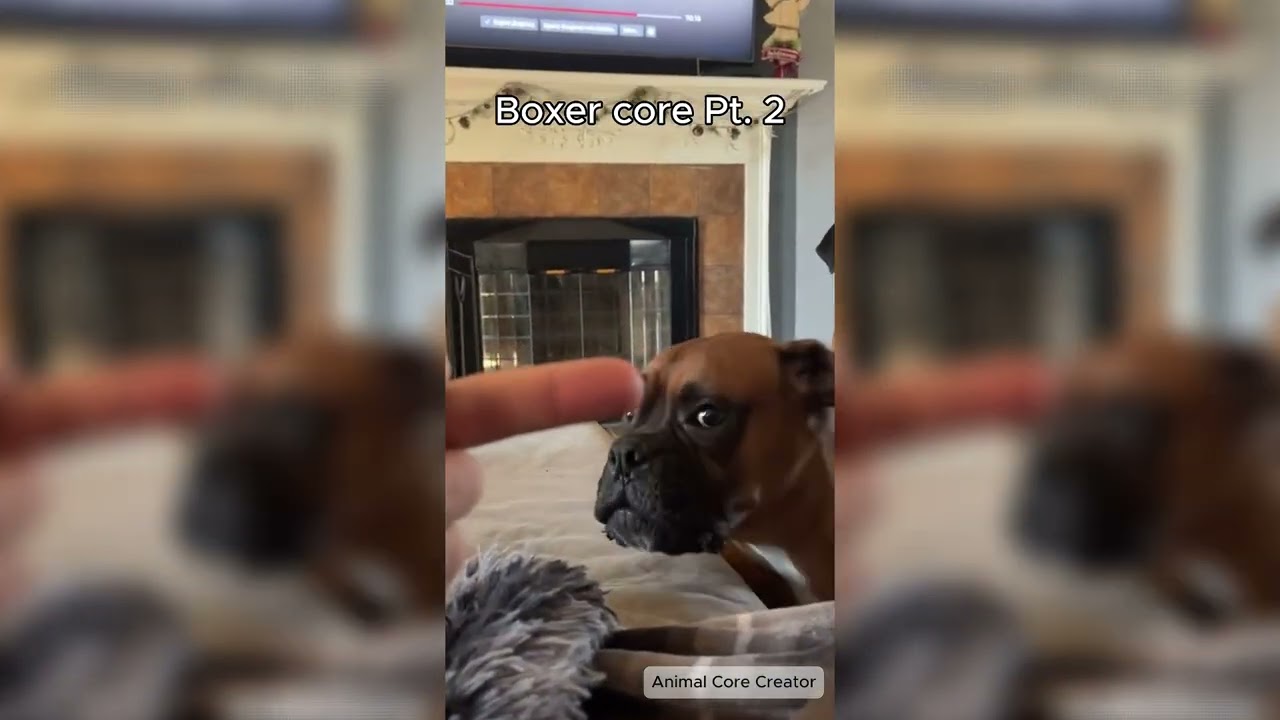 Boxer core Pt. 2 🐶 
