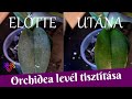 Orchidea levelek tisztítása | Mindent a szép és tiszta orchidea levelekért