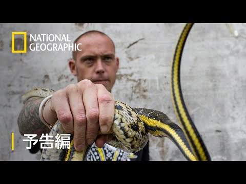 スネーク・シティ - 予告編 | ナショジオ