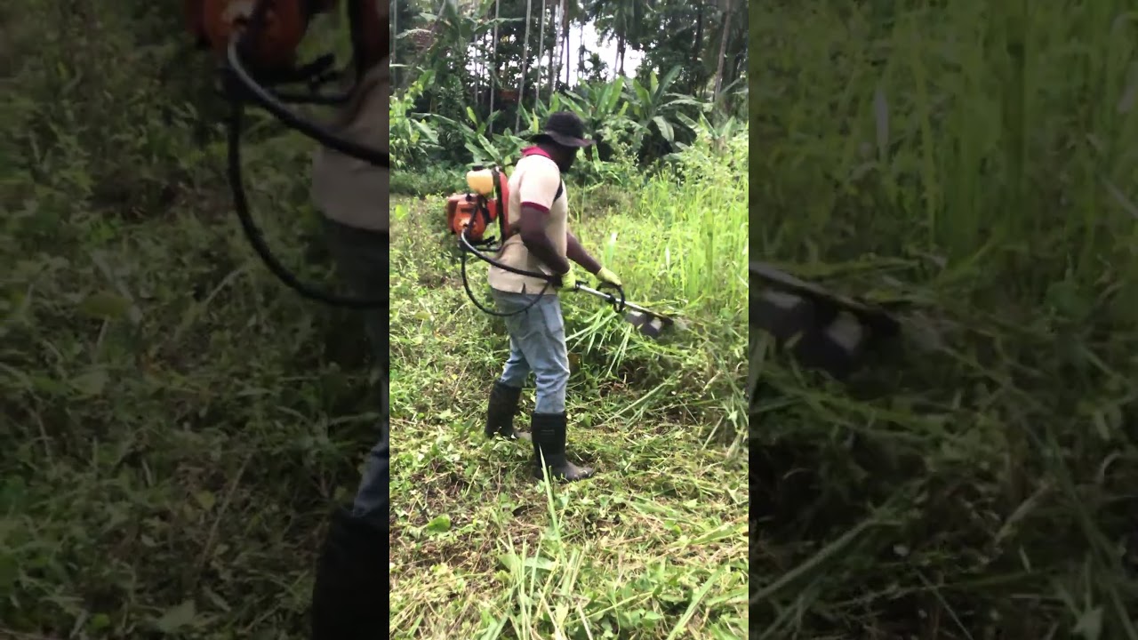 Grass Cutting Perfection | Deeply Satisfying Short Video 🎧