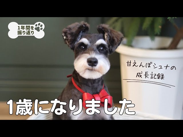 オーダー受付 幼稚園バス 柴犬 シェルティ シュナウザー パグ 1/20