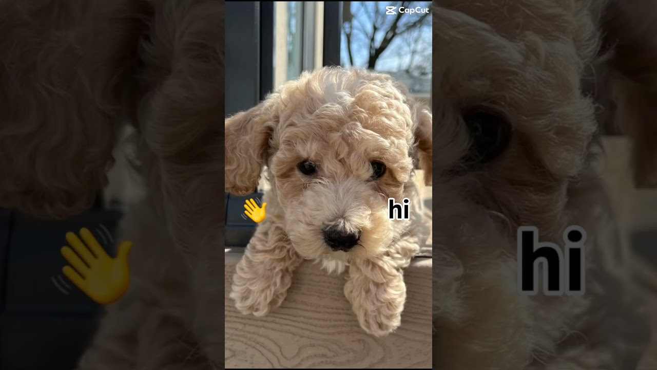 Puppies are always hungry 😀😜 