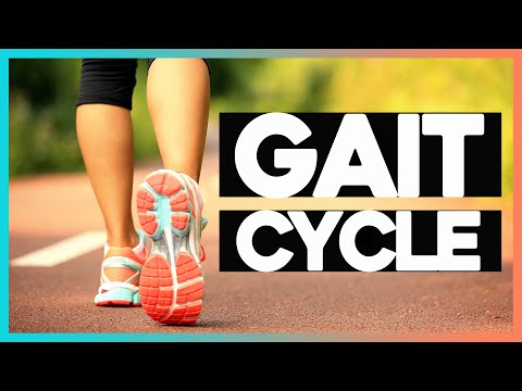Biomechanics of Walking: Gait Cycle and Abnormal Gait ft. Maren Hunsberger | Corporis