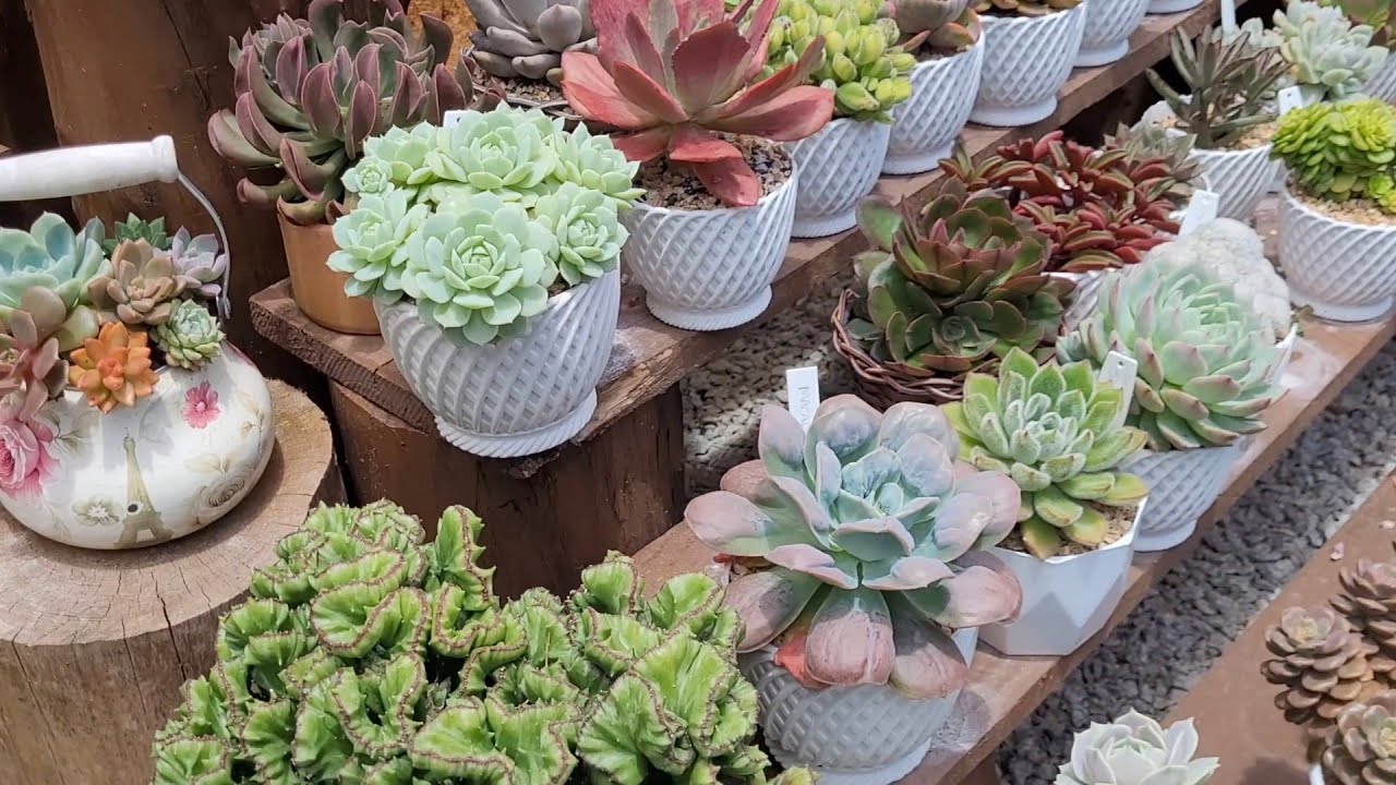 Muitas lindesas no jardim e respondendo algumas perguntas  🌺 #suculentas #dicasdecultivodesuculentas