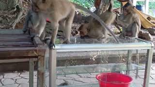 They Want To Drink Water In Red Jar.