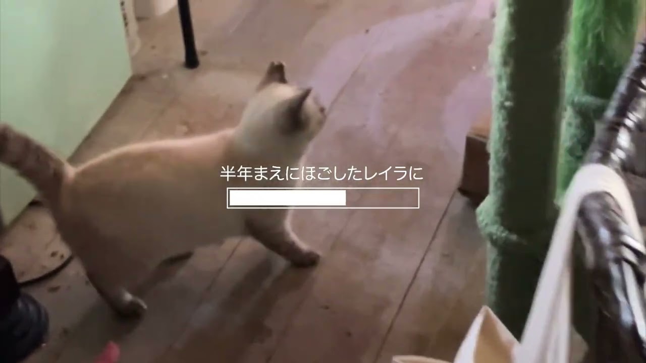 崖の上のレイレイ#海辺のネコ🐈