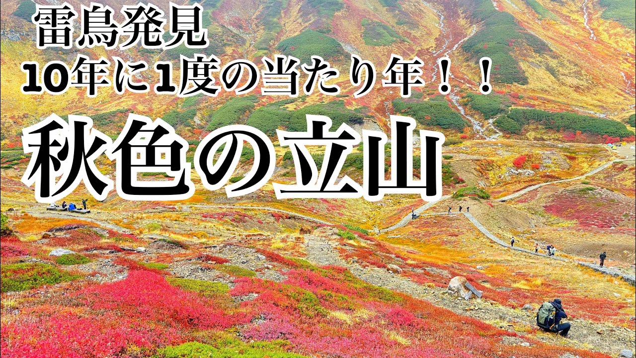 【秋色の立山】10年に1度の当たり年！！紅葉山歩🍁