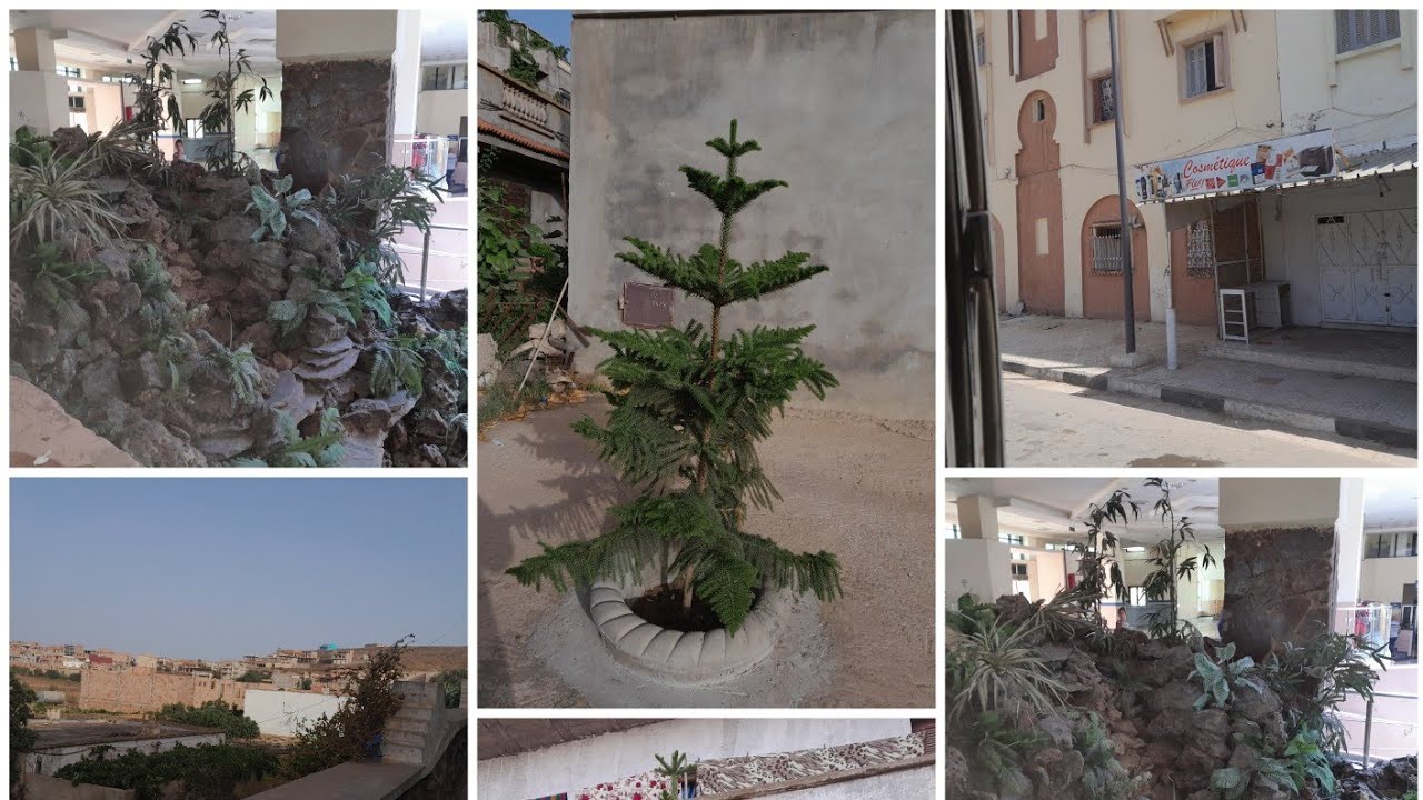 #الجزائر _جولة في سوق الإثنين ولهاصة  وبعض مقتطفات من طريق عين تموشنت 🌺