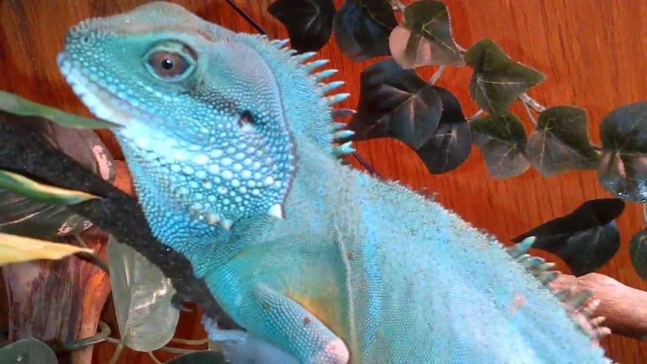 Water Dragon eats mouse and takes a bath YouTube