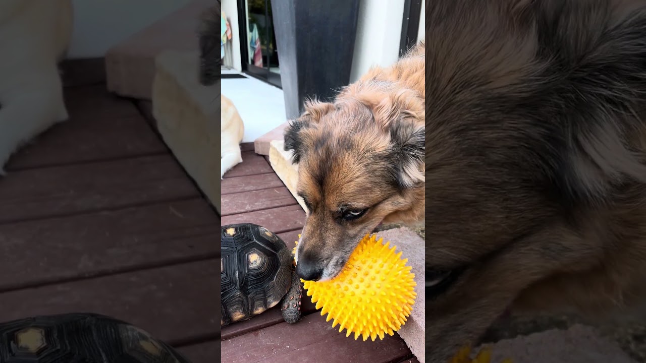 Will Tortoise Play Ball Today? #animals #animalfriends #tortoise #dog