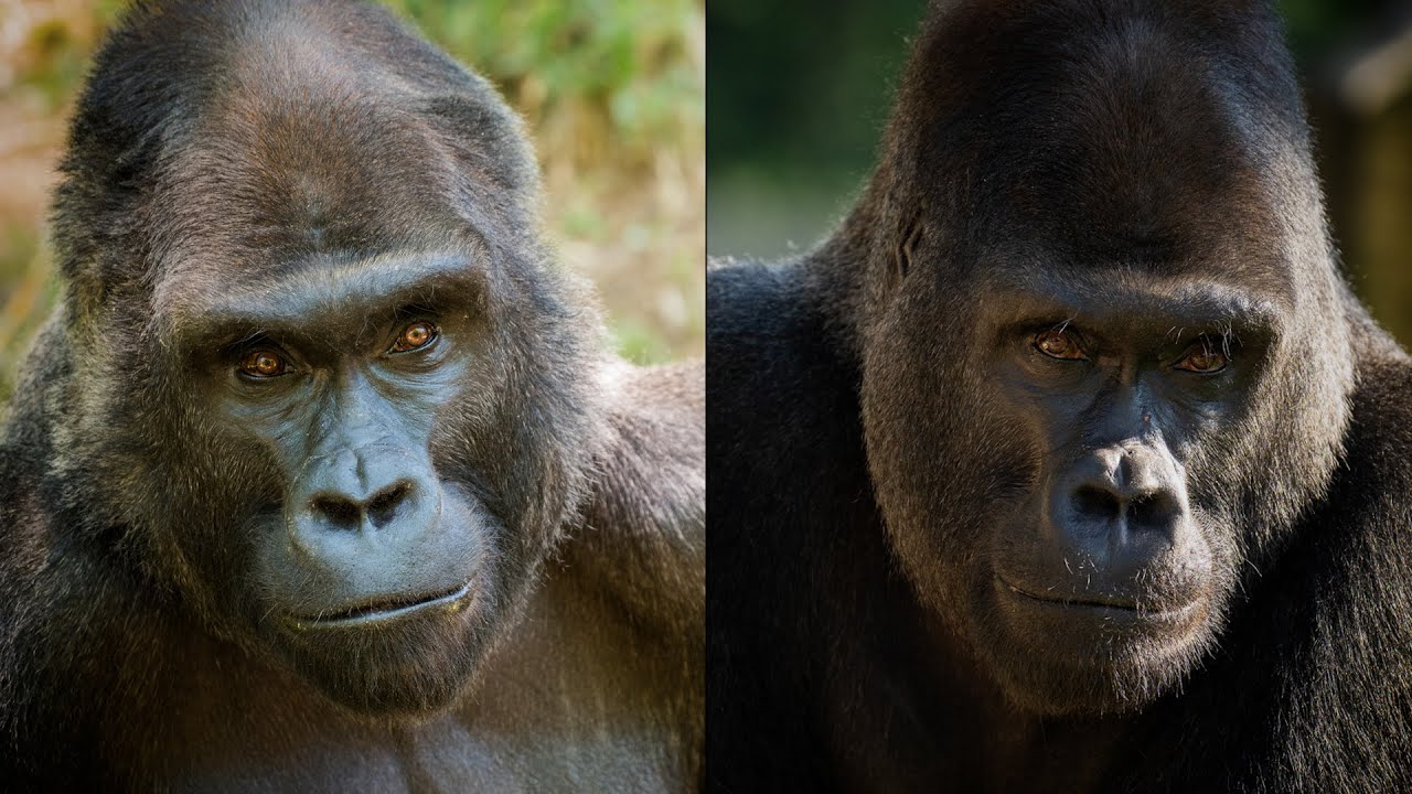 A Tale of Twin Gorillas
