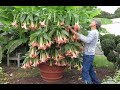 Angels trumpet cuttings for propagation  new brugmansia hybrid