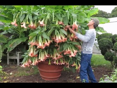 Video: Brugmansia Angel Trumpet - Sfaturi despre îngrijirea Brugmansia în aer liber