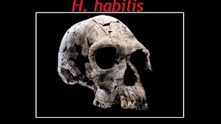 Lec16 H. habilis