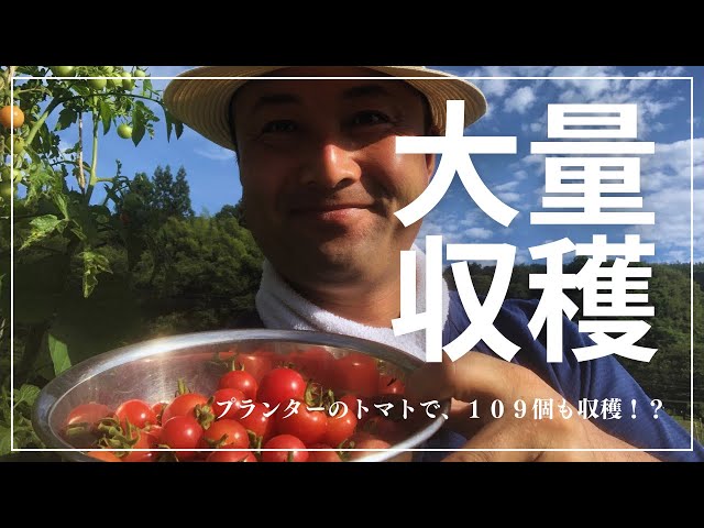 Takeuchi-san Selfie] Harvested 109 tomatoes from Takeuchi-san's