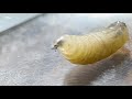 New World screwworm outbreak | Iowa Department of Agriculture shares guidance for animal owners