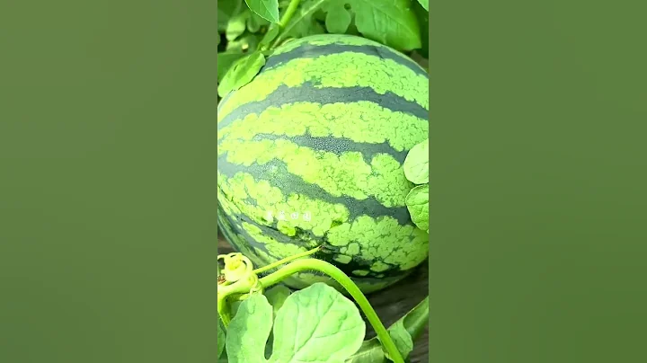 052 Winter is not over yet and I am already looking forward to summer watermelon - DayDayNews