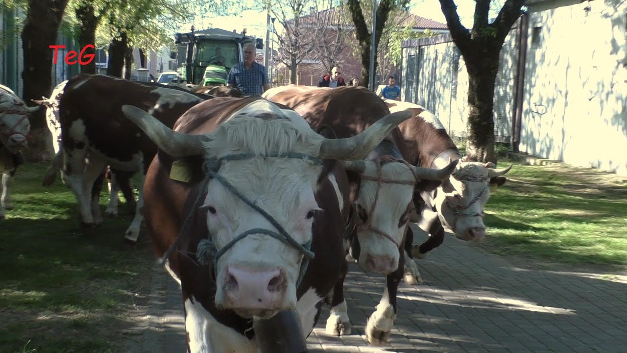 Mandrie di mucche - Fiera S. Isidoro - Favria 2023