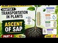 Ascent of Sap in Plants | ICSE Class 8 Biology Chapter 1 | Transportation in Plants